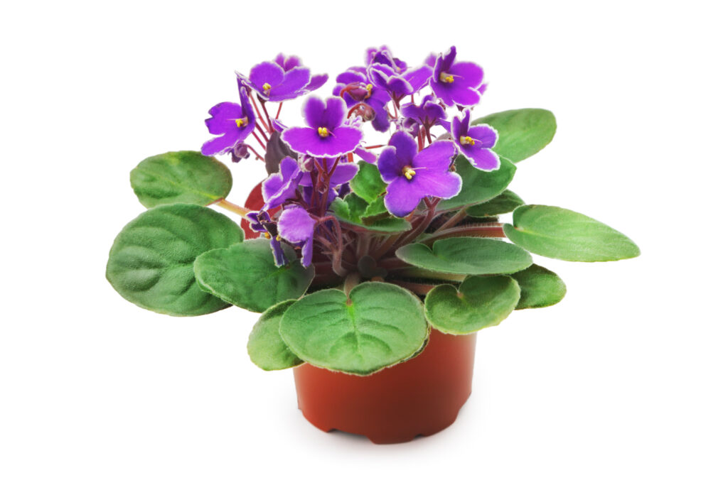 African violet